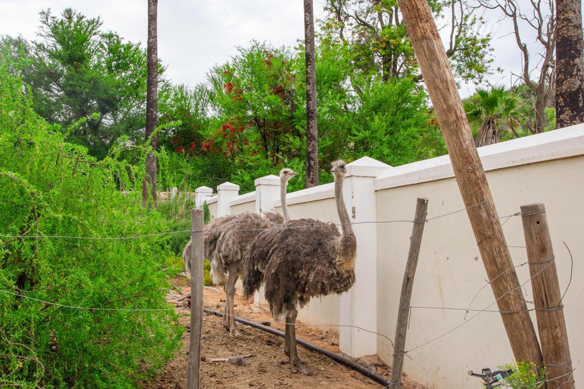 Bakenskraal Ostrich Palace Oudtshoorn Dış mekan fotoğraf