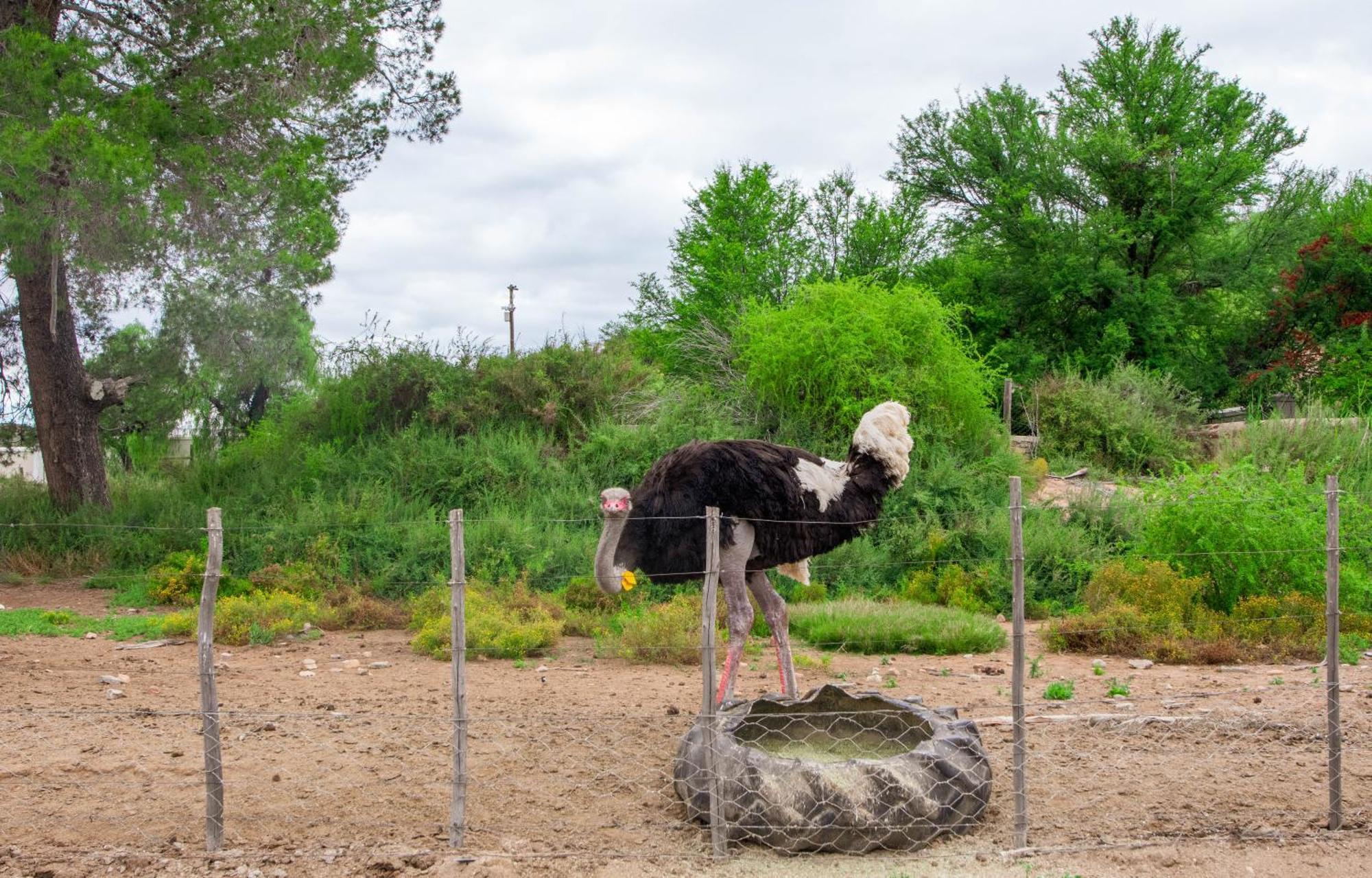 Bakenskraal Ostrich Palace Oudtshoorn Dış mekan fotoğraf